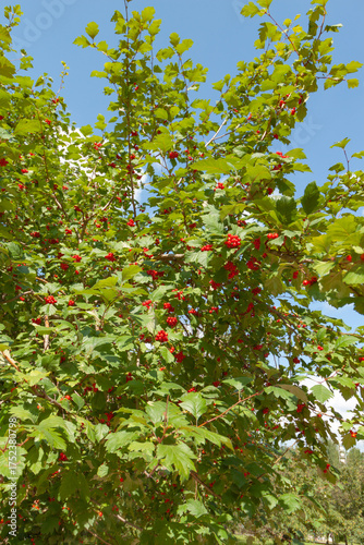 red apple tree