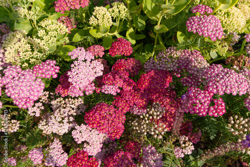 pink and purple flowers