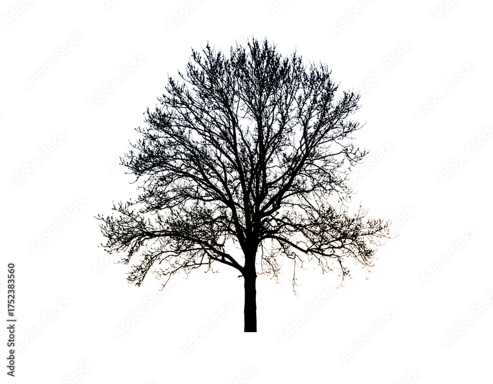 Fototapeta premium tree silhouette isolated on white