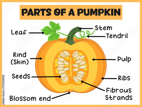 Parts of a Pumpkin labeling diagram poster for kids