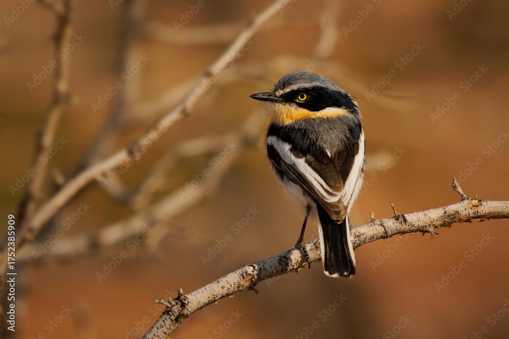 Fototapeta premium Pririt batis (Batis pririt) also Pririt puff-back flycatcher or pririt puffback, small passerine small stout insect-eating bird resident in Southern Africa and southwestern Angola