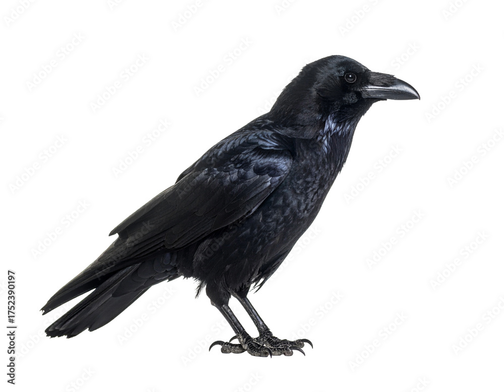 Fototapeta premium raven on white background