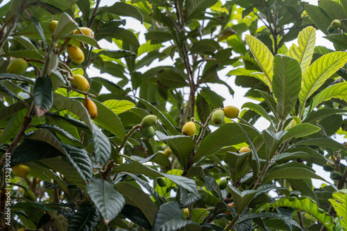 Принти на полотні Green, unripe fruits of loquat (Eriobotrya japonica)