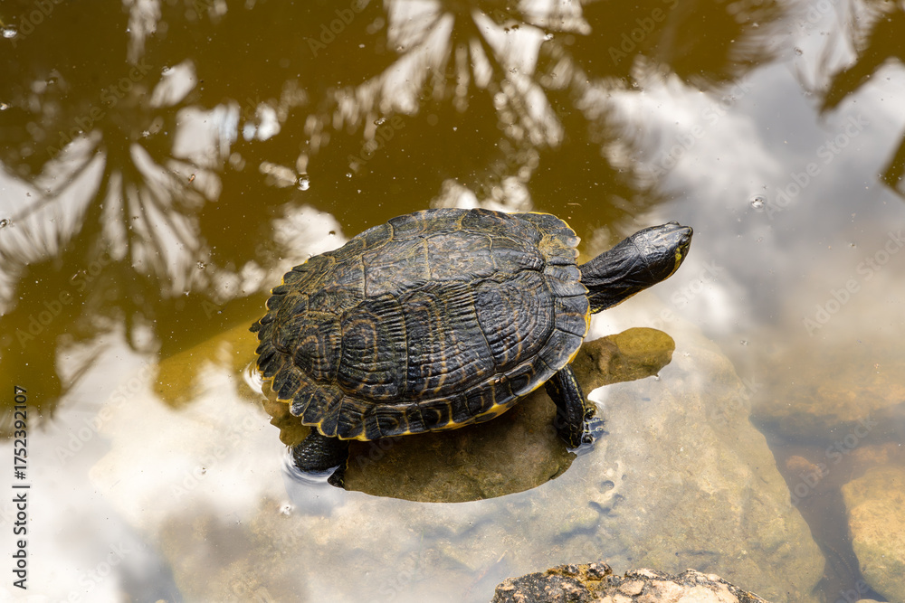 Fototapeta premium Hispaniolan slider (Trachemys decorata) turtle in pond