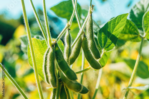 Close-up of green soybean pods growing in the field, symbolizing agriculture, nutrition, and sustainable farming.