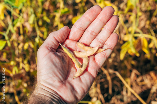 Close-up of a farmer’s hand holding dry soybean pods during harvest season in an agricultural field.
