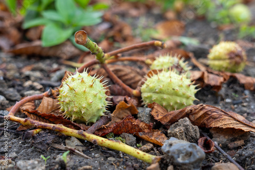 Spiky green seed pods scattered on the ground among fallen leaves and twigs, showcasing the beauty of nature's textures and the changing seasons in a vibrant environment