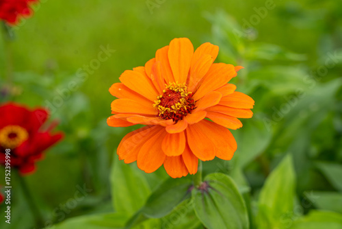 Common zinnia (Zinnia elegans) orange flower