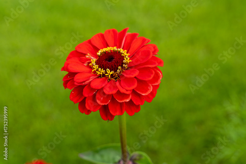 Common zinnia (Zinnia elegans) red flower