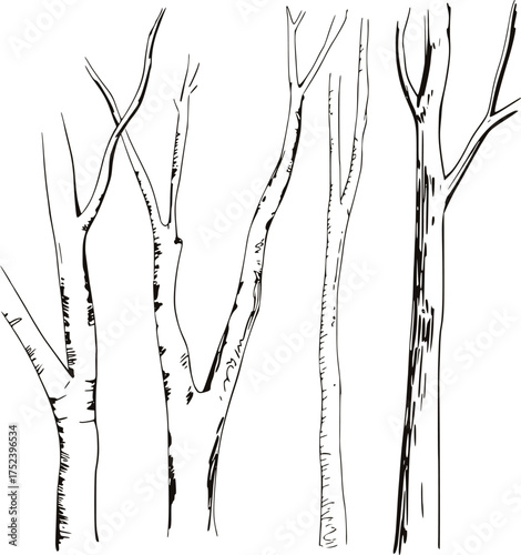 Black and white line drawing of four tree trunks bark texture branches
