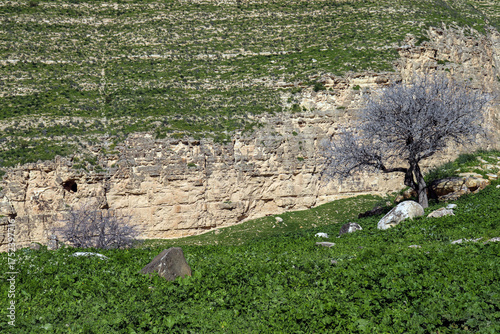 Irbid, Amman : Beautiful wadi in the road to Birkat al-Arais - Green grass, trees and fields (spring in Jordan)