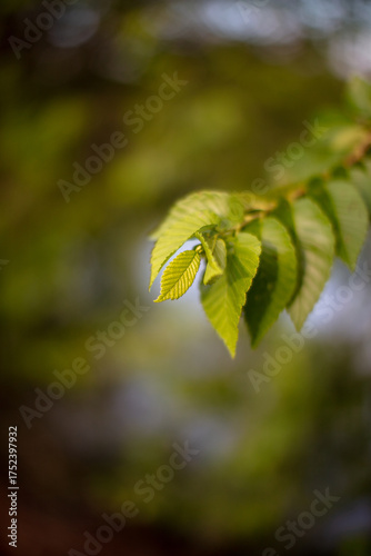 The end of a green budding branch