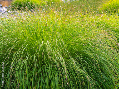 A bunchgrass tussock growing wild at the Service Creek Campground in Oregon, USA