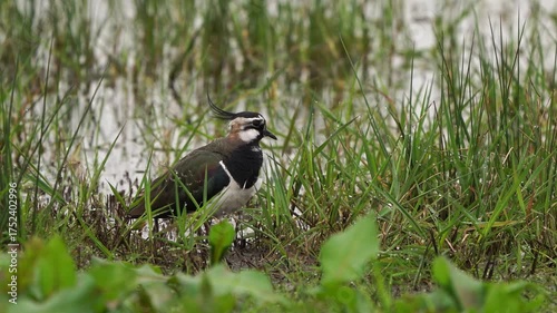 A northern lapwing (Vanellus vanellus) preening its feathers in spring