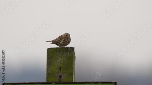 A meadow pipit (Anthus pratensis) sitting on a wooden pole in spring