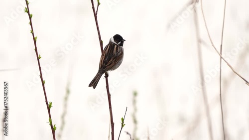 A male common reed bunting (Emberiza schoeniclus) singin in a reed stem
