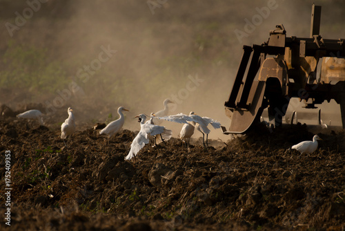 czaple złotawe na polu prace rolne ciągnik kurz klimat