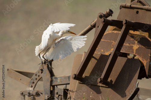 czaple złotawe na polu prace rolne ciągnik kurz klimat