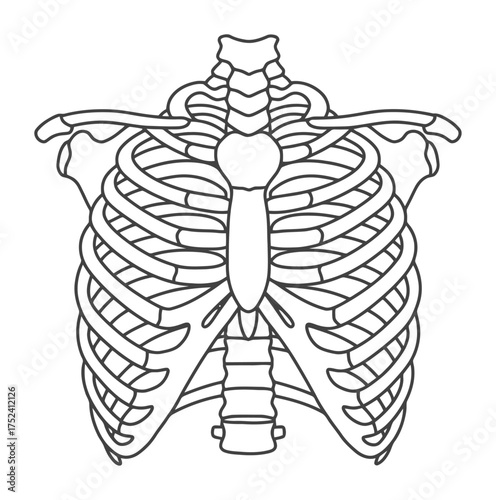 Rib Cage Outline Vector, Minimalist Design