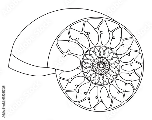 Nautilus Shell Cross Section Vector