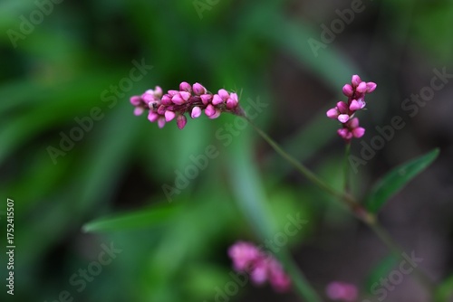 Wallpaper Mural Creeping smartweed (Persicaris longiseta). Polygonaceae annual weed. Small pink flowers bloom densely on the spikes from April to November. Torontodigital.ca