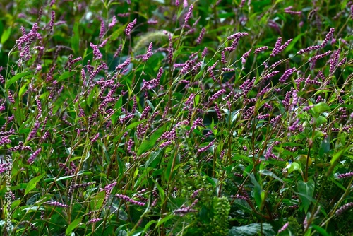 Wallpaper Mural Creeping smartweed (Persicaris longiseta). Polygonaceae annual weed. Small pink flowers bloom densely on the spikes from April to November. Torontodigital.ca