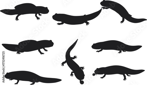 Axolotl silhouette collection, amphibian vector artwork, exotic salamander illustration, black aquatic shapes, animal poses, herpetology study, zoology design, educational biology nature art