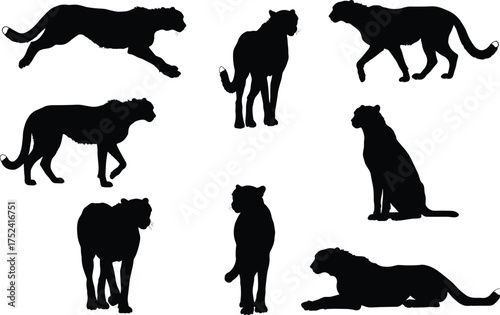 Cheetah silhouette collection, big cat vector artwork, wild animal illustration, black feline shapes, predator poses, zoology study, wildlife design, educational nature art