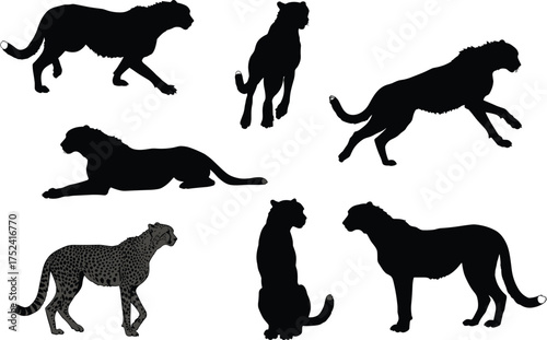 Cheetah silhouette collection, big cat vector illustration, wild animal artwork, black feline poses, predator movement study, zoology design, educational biology nature art