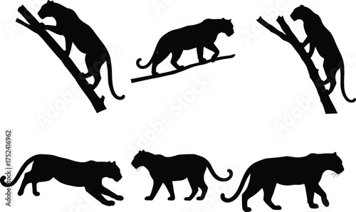 Panther silhouette set, big cat vector illustration, wild animal artwork, black feline climbing poses, predator movement study, zoology design, educational nature art