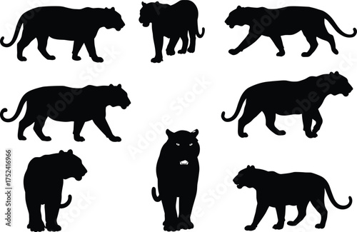 Panther silhouette set, big cat vector illustration, wild animal artwork, black feline poses, predator anatomy study, zoology design, educational biology nature art