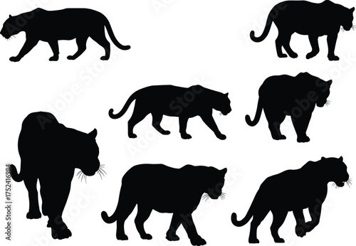 Panther silhouette set, big cat vector illustration, wild animal artwork, black feline shapes, predator poses, zoology study, wildlife design, educational nature art