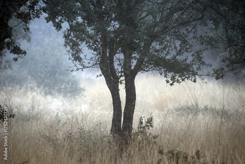 Photos Foggy holm Oak Forest with Moss-Covered Trees in winter.