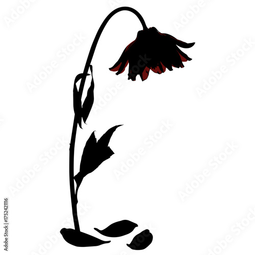 Withered flower silhouette with falling petals in black and red for sorrow visuals