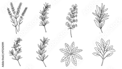 Herbal plant illustrations in black and white for natural medicine designs