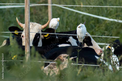 czaple na krowie bydło na ubój