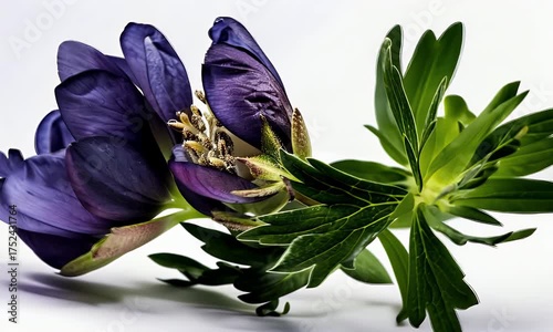 Macro still life of vibrant purple flower and green leaves under soft light.
