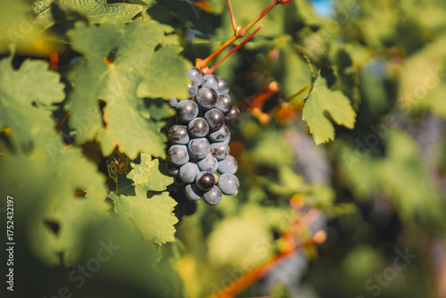 Blaue, reife Trauben in einem Weingarten im Burgenland, Region Neusiedlersee, Österreich