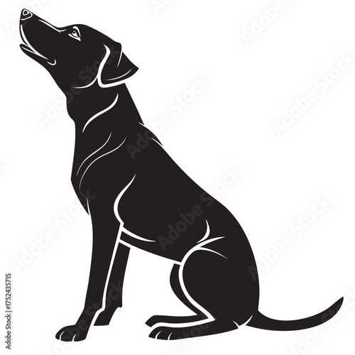 Dog looking up silhouette