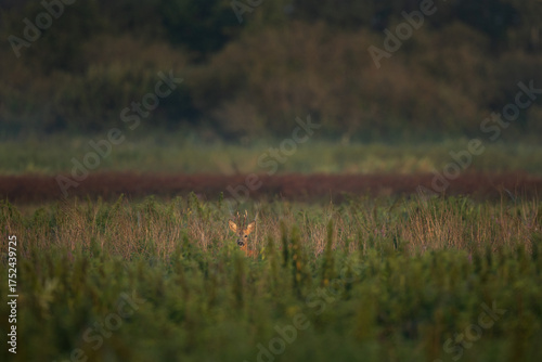 Fototapet A roe deer in its native habitat