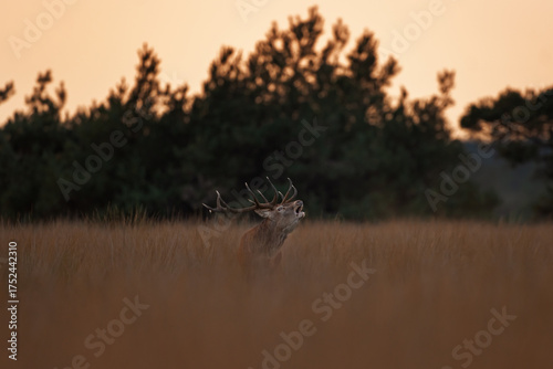 A red deer is in the meadow during rutting season. A deer roars in the grassland. 
