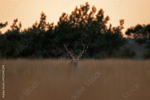 A red deer is in the meadow during rutting season. A deer roars in the grassland. 