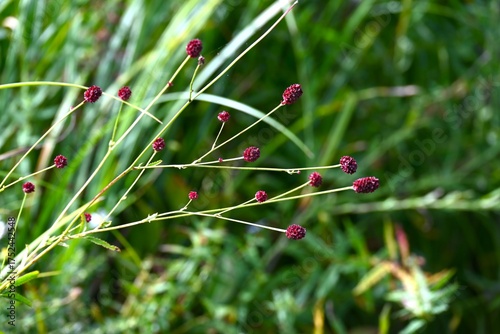 Wallpaper Mural Great burnet (Sangisorba officinalia). Rosaceae perennial. Dark reddish-purple flowers bloom in spikes in autumn. Young leaves are edible and the roots are used as a medicinal herb.
 Torontodigital.ca
