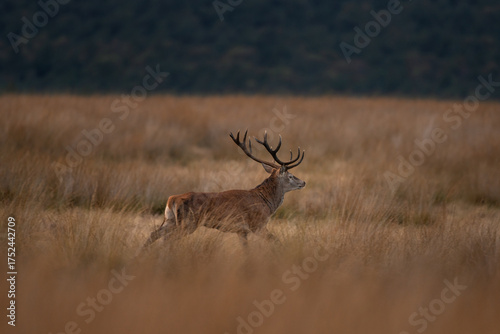 A red deer is in the meadow during rutting season. A deer roars in the grassland. 