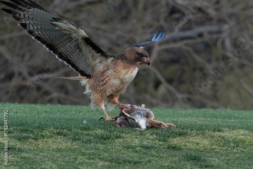 Cooper's Hawk with prey