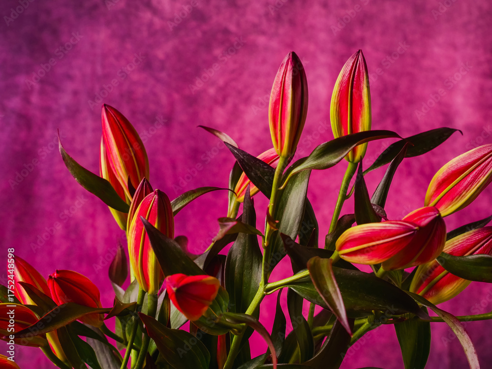 Naklejka premium Red pink lily flowers and purple and red painted background. Creative still life with vivid rich colors.