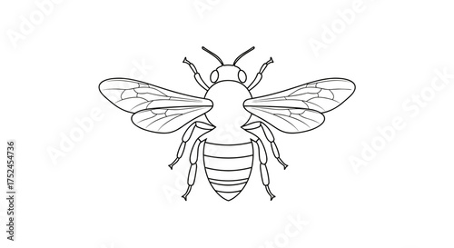 Illustration of a honeybee with wings and striped abdomen in black