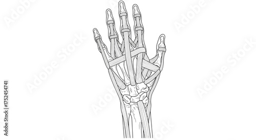 Anatomical illustration of a human hand showing bones and tendons