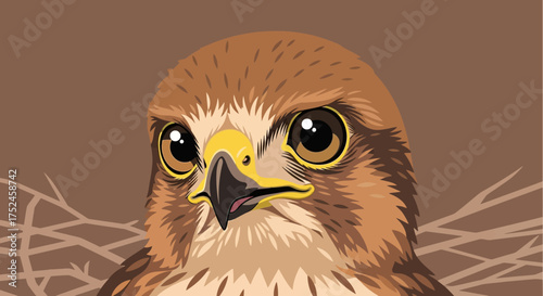 Close up of a majestic falcon bird head in its nest.