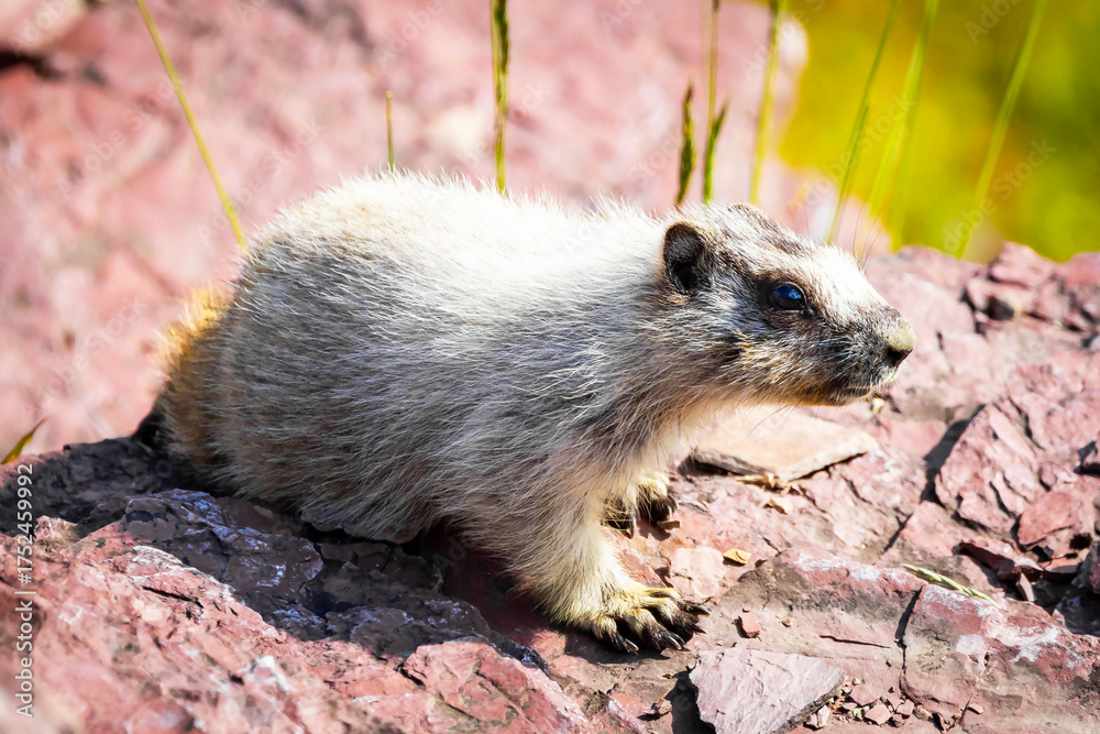 Naklejka premium Cute Hoary Marmot Portrait in Glacier National Park on the Rocks